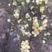 Stansbury's Cliffrose - Photo (c) imapinemarten, all rights reserved