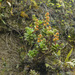 Echeveria quitensis - Photo (c) Frank Dietze, todos os direitos reservados, uploaded by Frank Dietze