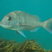 Australasian Snapper - Photo (c) ellalis, all rights reserved, uploaded by ellalis
