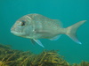 Australasian Snapper - Photo (c) ellalis, all rights reserved, uploaded by ellalis