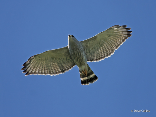 Gray Hawk