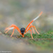 Cocceupodidae - Photo (c) Laurent Hesemans, all rights reserved, uploaded by Laurent Hesemans