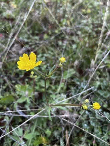 iNaturalist observation photo of California buttercup
