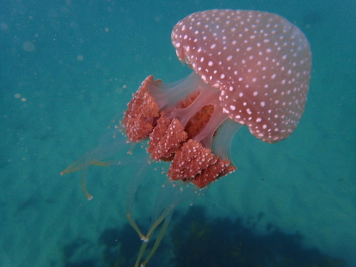 photo of Australian Spotted Jelly (Phyllorhiza punctata)