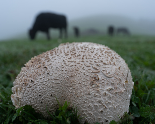Western Giant Puffball