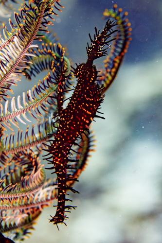 Ornate Ghostpipefish — seen at this dive site