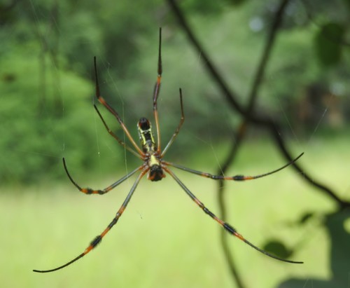 banded-legged golden orb-web spider