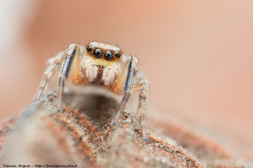 Pseudeuophrys vafra