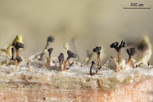 Chaenothecopsis pusiola