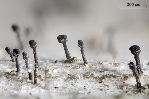 Calicium glaucellum