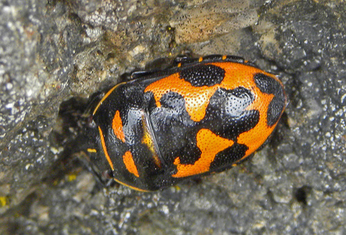 Genus Choerocoris · iNaturalist