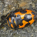 Choerocoris - Photo (c) Kath Gray, all rights reserved, uploaded by Kath Gray