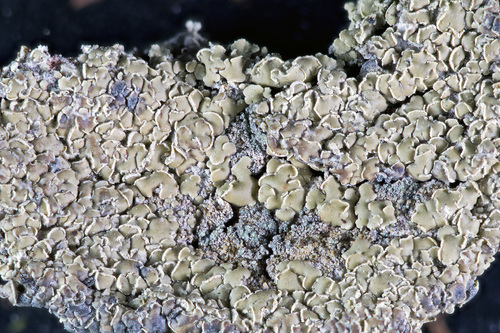 Common Clam Lichen