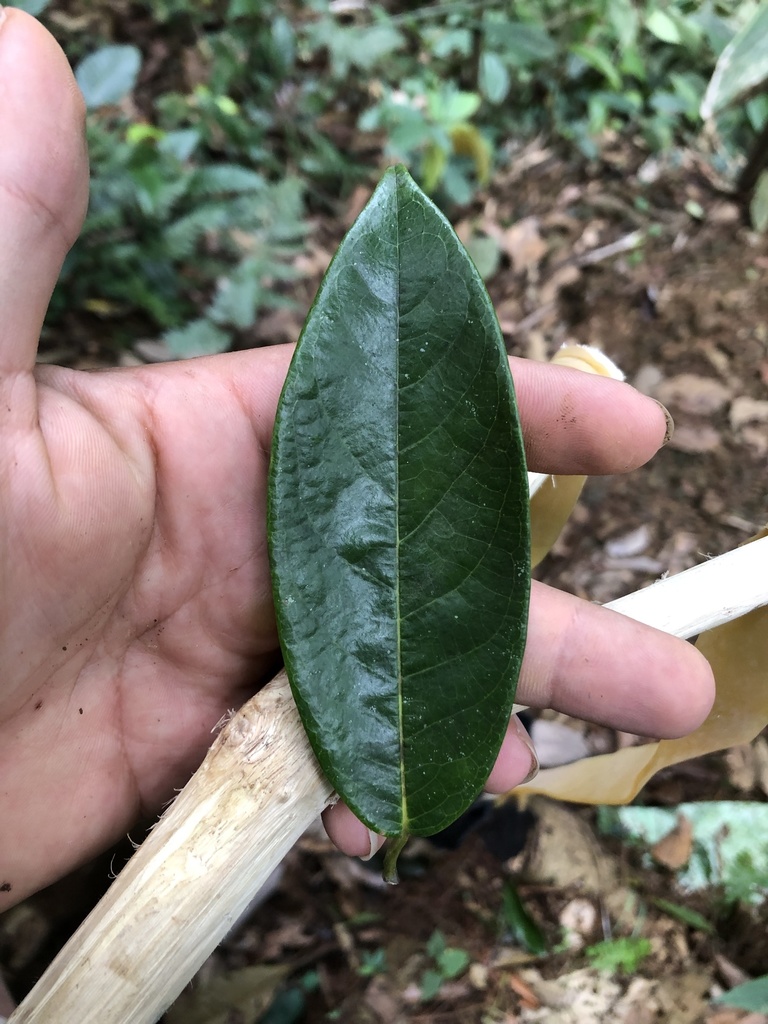 Annona amazonica (Amazon Custard Apple)