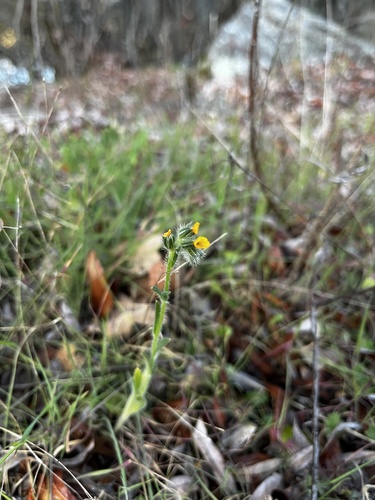 iNaturalist observation photo of Common Fiddleneck