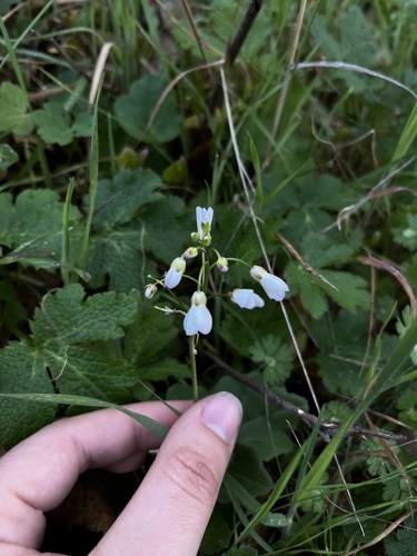 iNaturalist observation photo of milkmaids