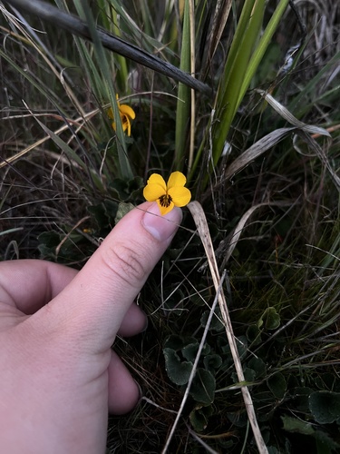 iNaturalist observation photo of California Golden Violet