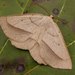 Euchlaena irraria - Photo (c) David Beadle, todos los derechos reservados, subido por David Beadle