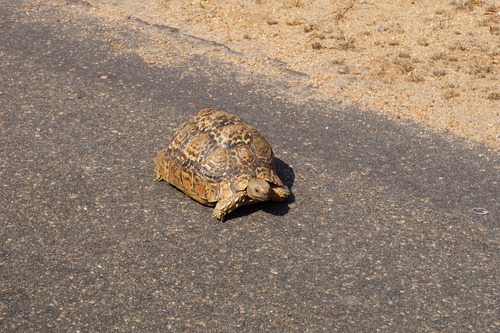 Leopard Tortoise