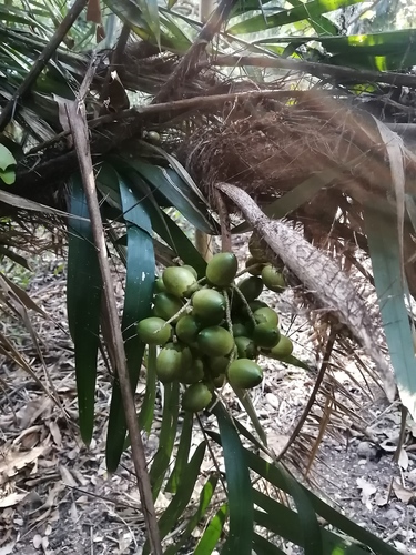 Bactris major (Bactris major)