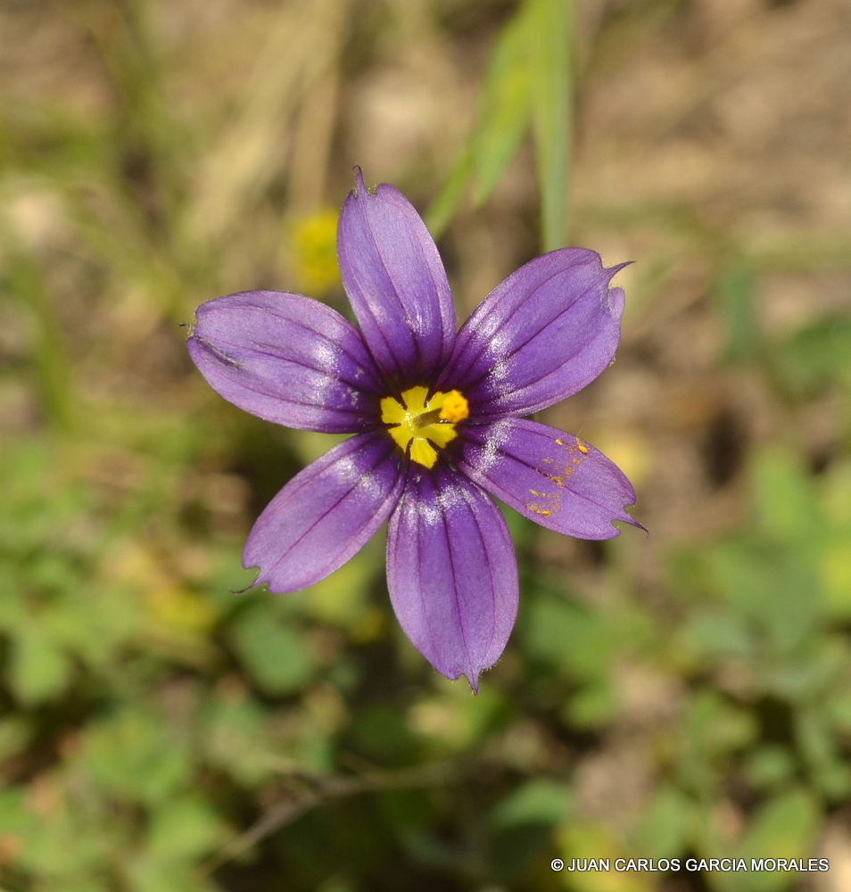 Blue-eyed grass
