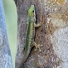 Mertens' Day Gecko - Photo (c) majoet, all rights reserved, uploaded by majoet