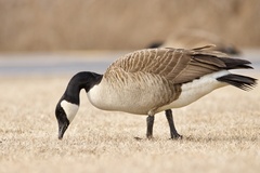 Canada Goose - Photo (c) Dimitris Salas, all rights reserved, uploaded by Dimitris Salas