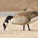 Canada Goose - Photo (c) Dimitris S, all rights reserved, uploaded by Dimitris S