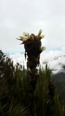 Puya occidentalis image