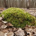 Rough-stalked Feather-Moss - Photo (c) Marcin Klisz, all rights reserved, uploaded by Marcin Klisz