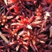 Sphagnum magellanicum - Photo (c) Joe Alec King, todos los derechos reservados, subido por Joe Alec King