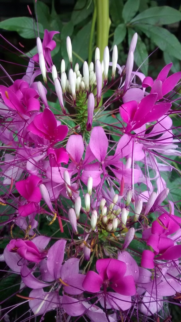 Cleoserrata speciosa (Cleoserrata speciosa)