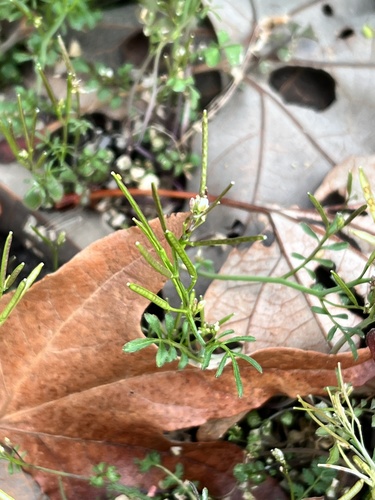 iNaturalist observation photo of hairy bittercress