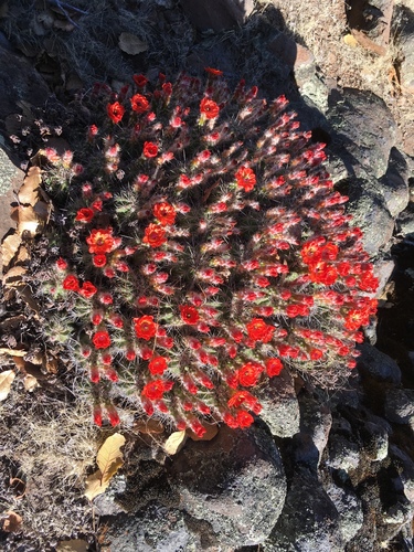 Echinocereus polyacanthus