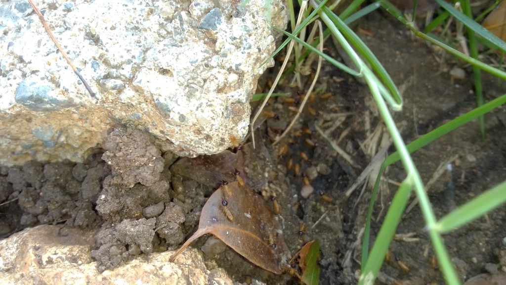 Conehead Termites from CHHV+CQF, República Dominicana on March 2, 2022