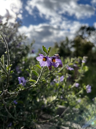 iNaturalist observation photo of bluewitch nightshade