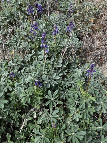 iNaturalist observation photo of arroyo lupine