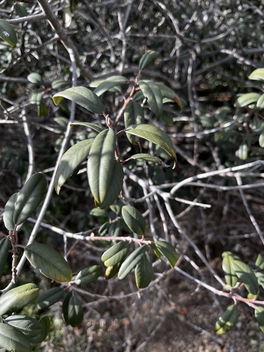iNaturalist observation photo of coffeeberry