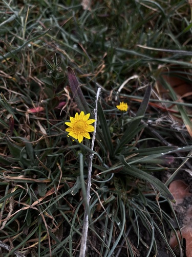 iNaturalist observation photo of California goldfields