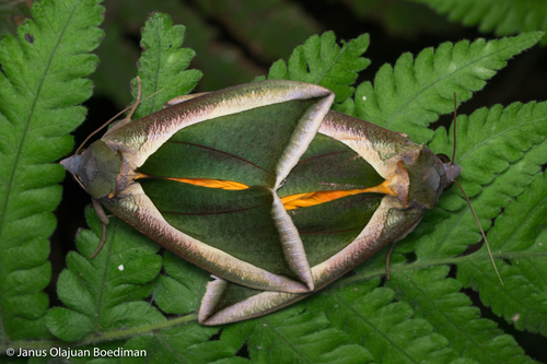 Green Fruit-piercing Moth
