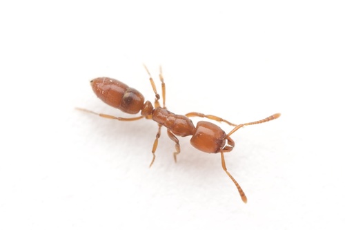 Hypoponera inexorataHypoponera inexorata