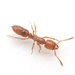 Orange Crypt Ant - Photo (c) Aaron Stoll, all rights reserved, uploaded by Aaron Stoll