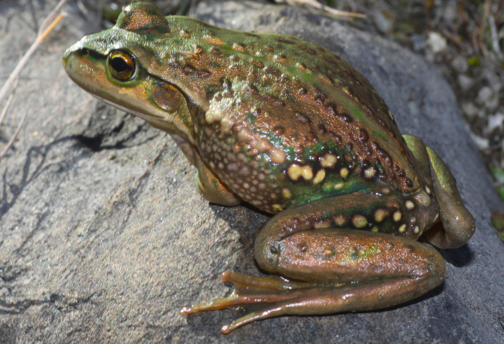 Yellow spotted Tree Frog In March 2022 By Tony Jewell Beneath Rock Yellow spotted Tree Frog In March 2022 By Tony Jewell Beneath Rock