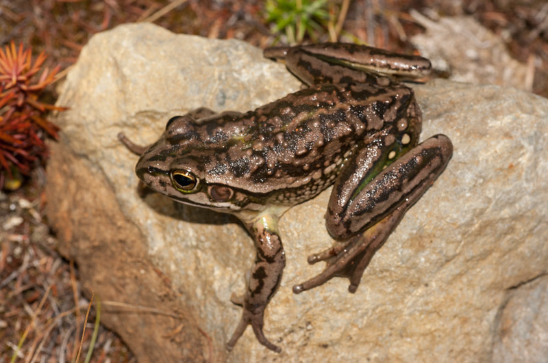 Yellow-spotted Tree Frog in January 2017 by Tony Jewell · iNaturalist