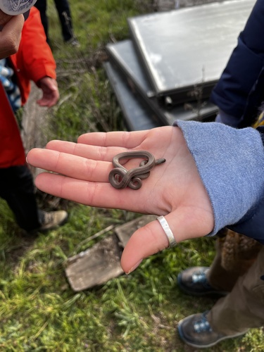 iNaturalist observation photo of Common Sharp-tailed Snake