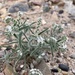 Narrow-leaved Cryptantha - Photo (c) Jacob Penner, all rights reserved, uploaded by Jacob Penner
