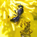 Hylaeus turgicollaris - Photo (c) Philwarb, all rights reserved, uploaded by Philwarb