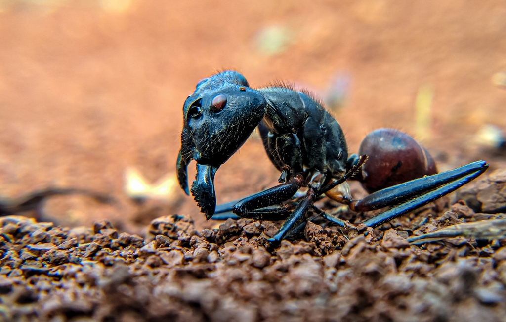 Dinomyrmex gigas gigas from 79P2+V28, Bukit Baru, Kec. Satui, Kabupaten ...