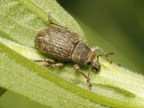 Anametis granulata (Say, 1831)