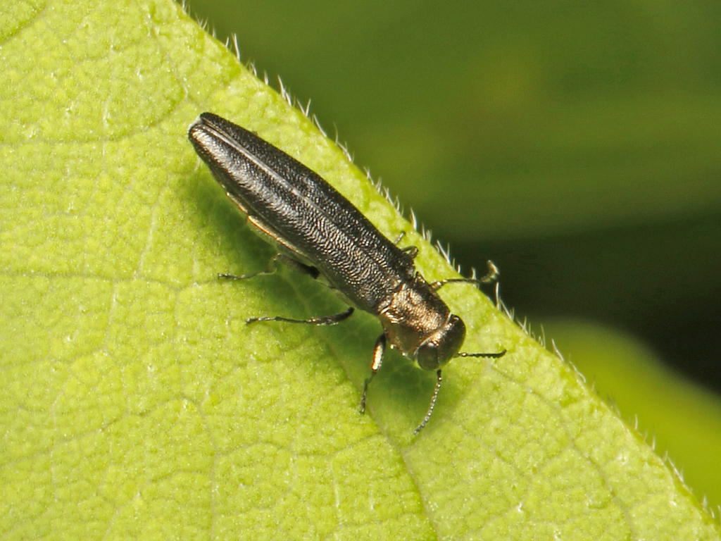 Bronze birch borer